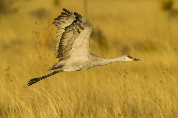 New Mexico Sandhill crane in flight